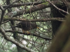 Turdus poliocephalus