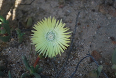 Cephalophyllum loreum