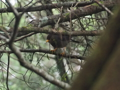 Turdus poliocephalus