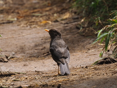 Turdus poliocephalus