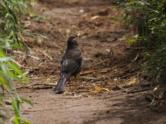 Turdus poliocephalus