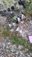 Isopogon dubius