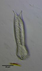 Lepidodermella minor