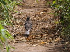 Turdus poliocephalus
