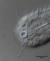 Lepidodermella minor