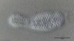 Lepidodermella minor