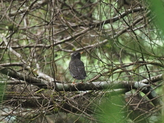 Turdus poliocephalus