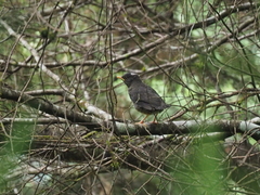 Turdus poliocephalus