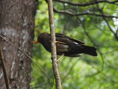 Turdus poliocephalus