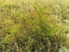 Spiraea aquilegifolia