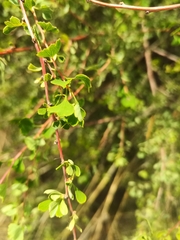 Spiraea aquilegifolia