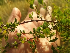 Spiraea aquilegifolia
