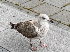Larus argentatus argentatus