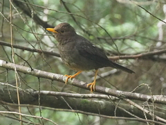 Turdus poliocephalus