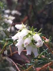 Erica caffra caffra