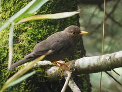 Turdus poliocephalus