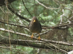 Turdus poliocephalus