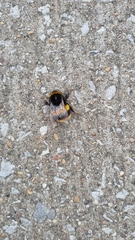 Bombus terrestris