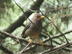 Turdus poliocephalus
