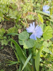 Cichorium intybus