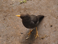 Turdus poliocephalus