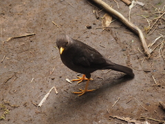 Turdus poliocephalus