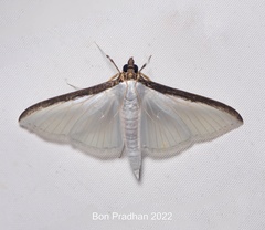 Cydalima