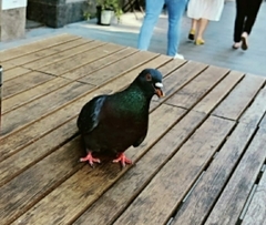 Columba livia
