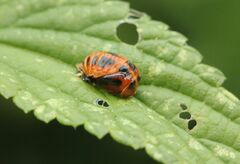 Harmonia axyridis