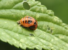 Harmonia axyridis