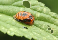 Harmonia axyridis