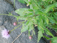 Cirsium arvense