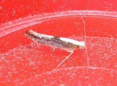 Argyresthia semifusca