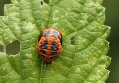 Harmonia axyridis