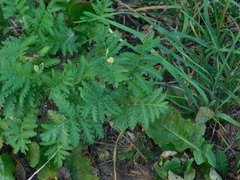 Tanacetum vulgare