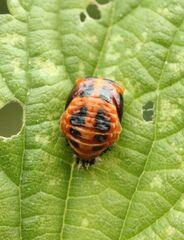 Harmonia axyridis