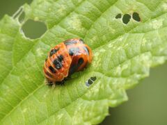 Harmonia axyridis
