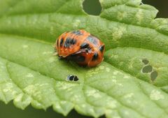 Harmonia axyridis