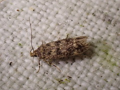 Bryotropha basaltinella