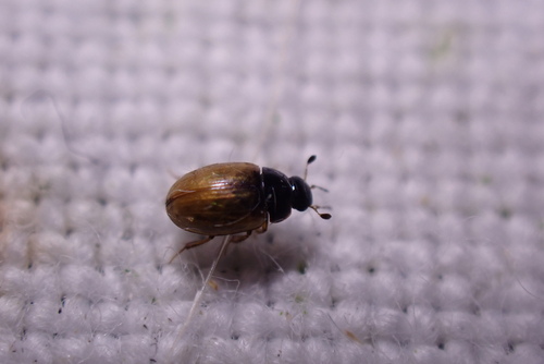 Cercyon pygmaeus