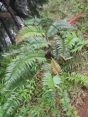 Blechnum vestitum