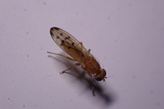 Opomyza florum