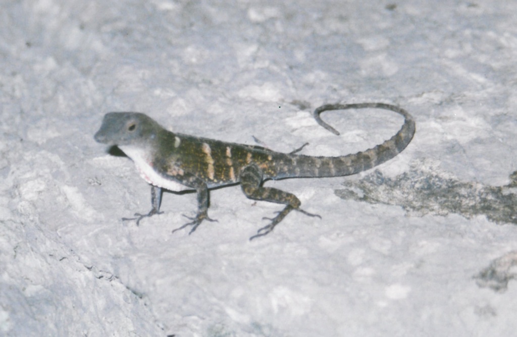 Cabo Cruz Banded Anole