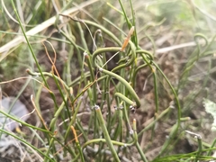 Ephedra dahurica