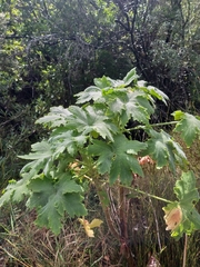Pelargonium hispidum