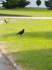 Corvus frugilegus