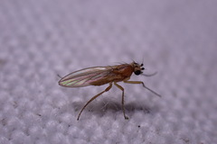 Lonchoptera bifurcata