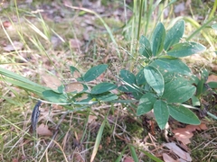 Lathyrus linifolius