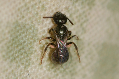 Lasioglossum imitatum