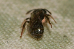 Lasioglossum imitatum